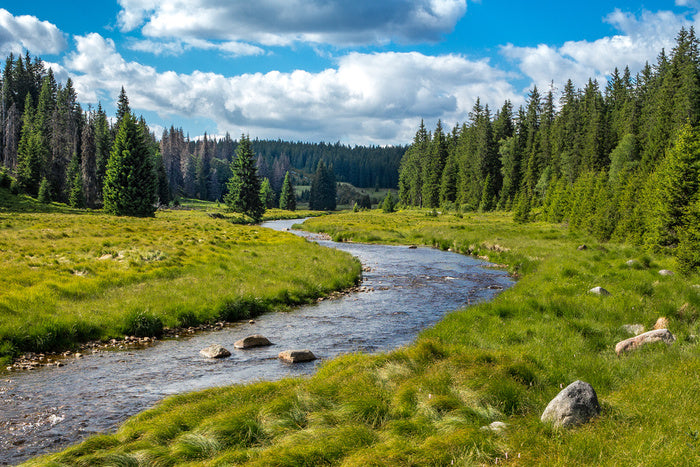 Waldbach Stream Wall Mural