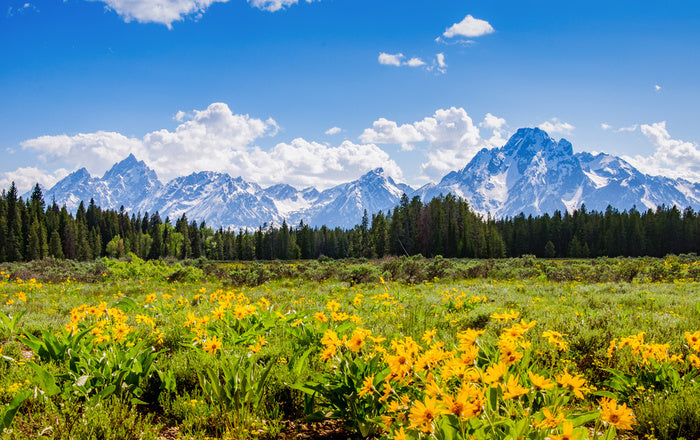 Mountain Range In Spring In Grand Tetons National Park Wall Mural
