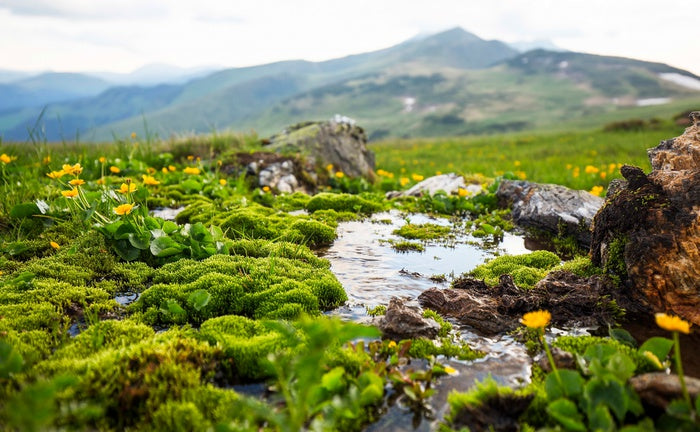 Mountain Spring Water Flowing With Green Moss Vegetation And Yellow Fl
