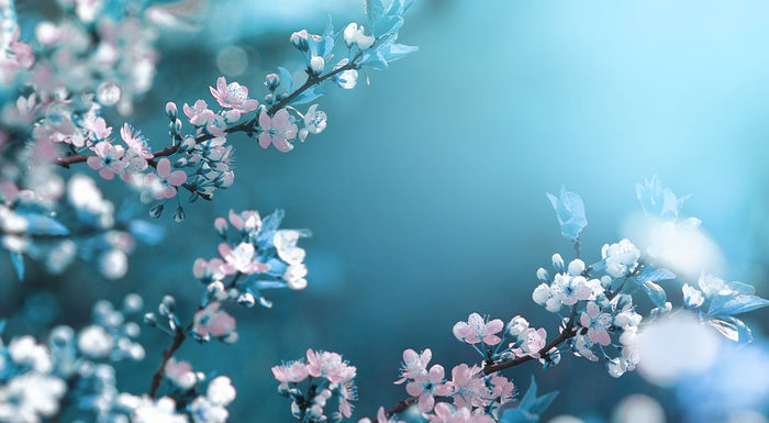 Beautiful Floral Spring Abstract Background Of Nature Branches Of Blos