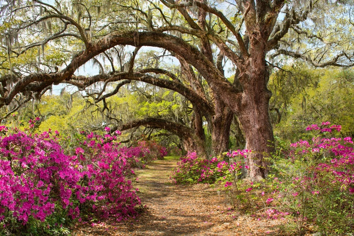 Pathway Through Beautiful Blooming Park Azaleas Flowers Blooming Under