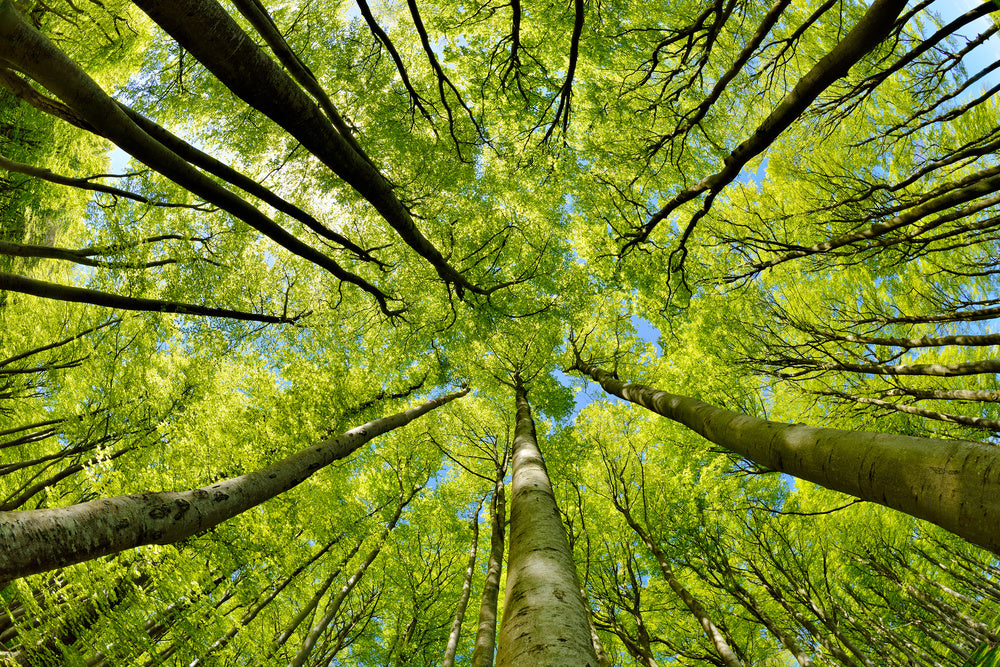 Beech Trees Forest In Early Spring, From Below, Fresh Green Leaves Wal