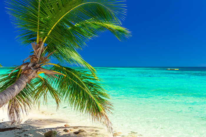 Tropical Beach With Coconut Palm Trees And Clear Lagoon, Fiji Islands