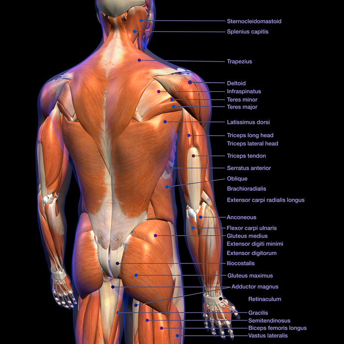 Labeled Anatomy Chart Of Male Back Muscles On Black Background Wall Mu