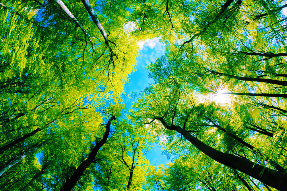 Tree Canopy Wall Mural