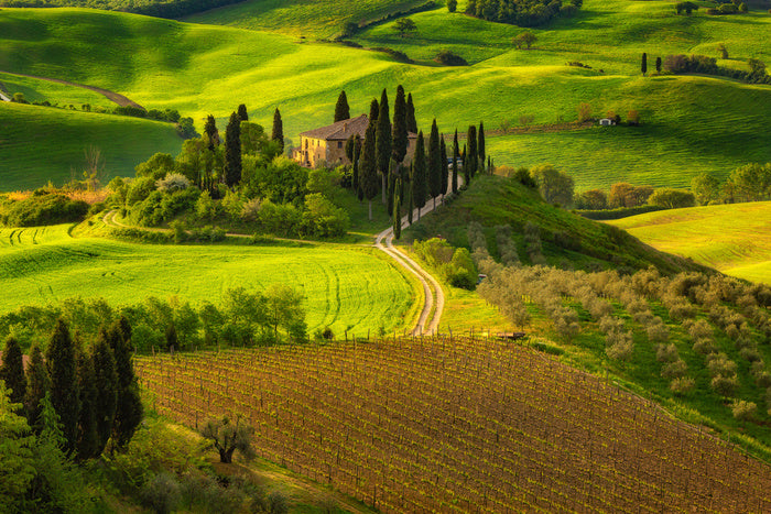 Impressive Spring Landscape,view With Cypresses And Vineyards ,Tuscany