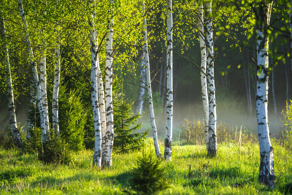 Birchens Spring Spring In The Birch Grove Wall Mural