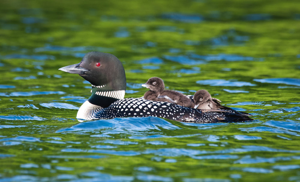 Adult Loon With Two Babies On Its Back Swimming On Lake In Canada Wall