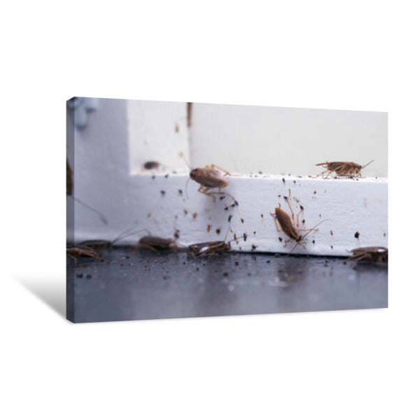 Cockroach Lot A Lot Of Cockroaches Are Sitting On A White Wooden Shelf The German Co