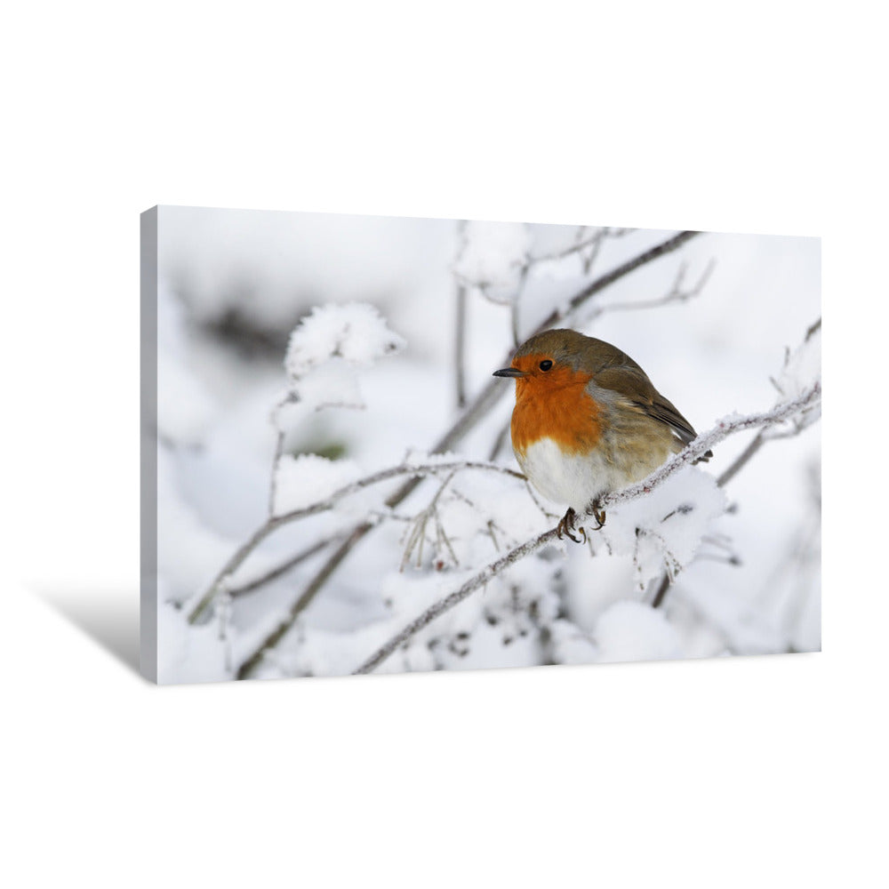 Winter Robin Canvas Print