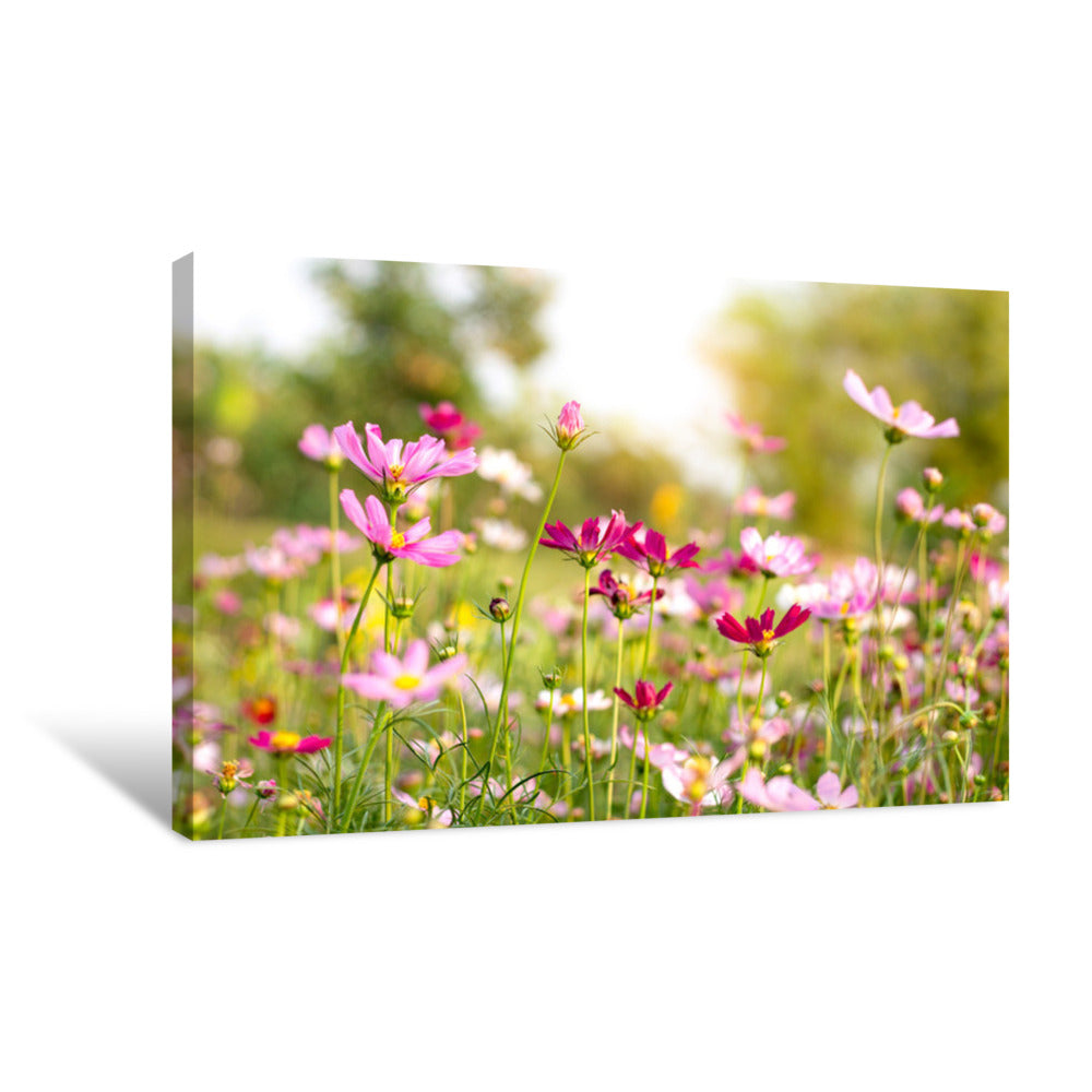 Cosmos Bipinnatus Feel Refreshed, Relaxed When It Comes To Natural Tou
