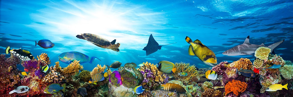 Underwater Sea Life Coral Reef Panorama With Many Fishes And Marine An