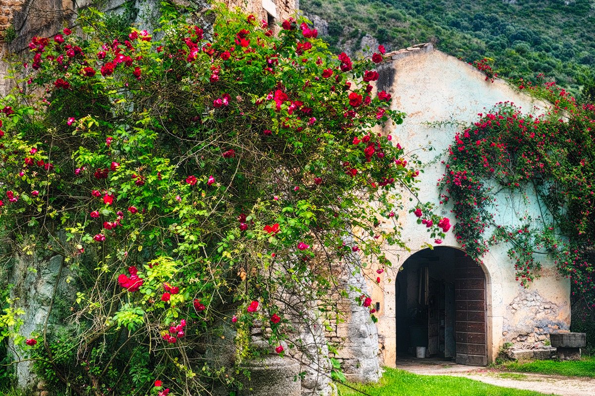 Rambing Roses Wall Mural by George Oze