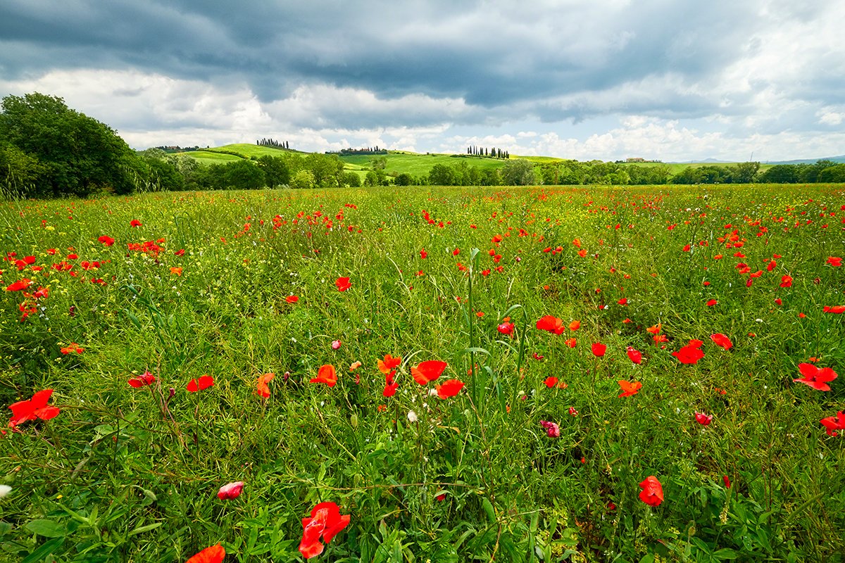 Tuscan Spring Meadow II Wall Mural by George Oze